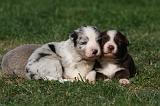 BORDER COLLIE 1060